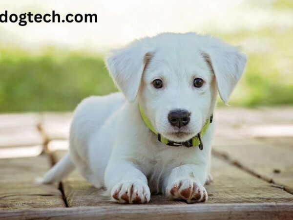 zendogtech.com