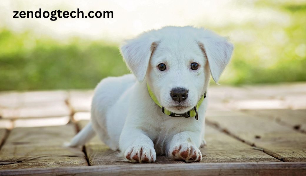zendogtech.com